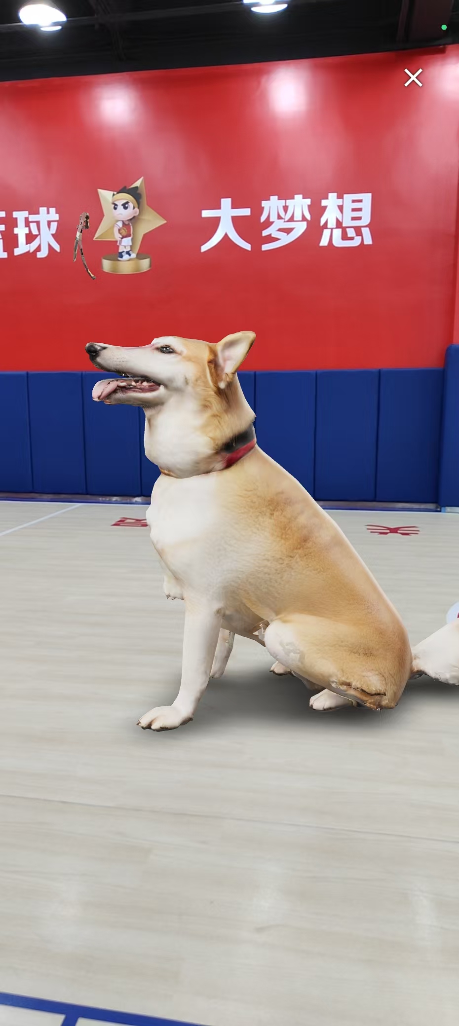 Cute Shiba Inu